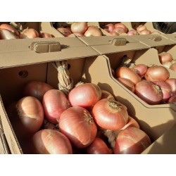Cipolla Ramata di Montoro caramellata in aceto balsamico di GB Agricola - vendita diretta online