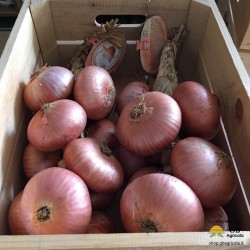 sugo genovese con Cipolla Ramata di Montoro di GB Agricola